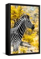 Awesome South Africa Collection - Burchell's Zebra XI-Philippe Hugonnard-Framed Stretched Canvas