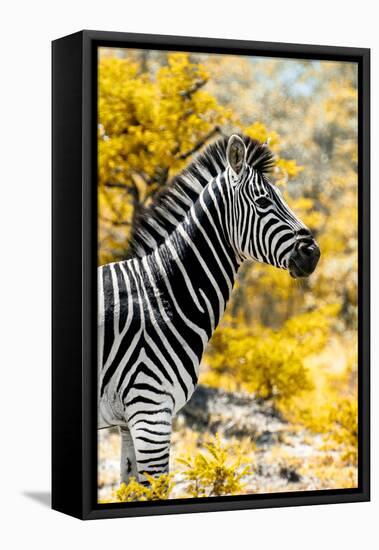 Awesome South Africa Collection - Burchell's Zebra XI-Philippe Hugonnard-Framed Stretched Canvas