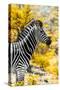 Awesome South Africa Collection - Burchell's Zebra XI-Philippe Hugonnard-Stretched Canvas