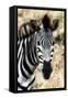 Awesome South Africa Collection - Burchell's Zebra XII-Philippe Hugonnard-Framed Stretched Canvas