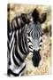 Awesome South Africa Collection - Burchell's Zebra XII-Philippe Hugonnard-Stretched Canvas
