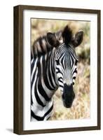 Awesome South Africa Collection - Burchell's Zebra XII-Philippe Hugonnard-Framed Photographic Print