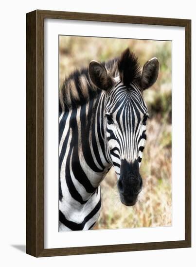 Awesome South Africa Collection - Burchell's Zebra XII-Philippe Hugonnard-Framed Photographic Print