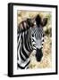 Awesome South Africa Collection - Burchell's Zebra XII-Philippe Hugonnard-Framed Photographic Print