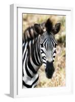 Awesome South Africa Collection - Burchell's Zebra XII-Philippe Hugonnard-Framed Photographic Print