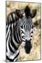 Awesome South Africa Collection - Burchell's Zebra XII-Philippe Hugonnard-Mounted Photographic Print