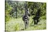 Awesome South Africa Collection - Burchell's Zebra-Philippe Hugonnard-Stretched Canvas