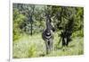 Awesome South Africa Collection - Burchell's Zebra-Philippe Hugonnard-Framed Photographic Print