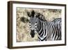 Awesome South Africa Collection - Burchell's Zebra-Philippe Hugonnard-Framed Photographic Print