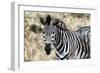 Awesome South Africa Collection - Burchell's Zebra-Philippe Hugonnard-Framed Photographic Print