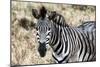 Awesome South Africa Collection - Burchell's Zebra-Philippe Hugonnard-Mounted Photographic Print