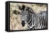 Awesome South Africa Collection - Burchell's Zebra-Philippe Hugonnard-Framed Stretched Canvas