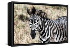 Awesome South Africa Collection - Burchell's Zebra-Philippe Hugonnard-Framed Stretched Canvas