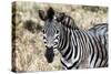 Awesome South Africa Collection - Burchell's Zebra-Philippe Hugonnard-Stretched Canvas