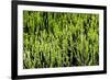 Awesome South Africa Collection - Cactus III-Philippe Hugonnard-Framed Photographic Print