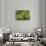 Awesome South Africa Collection - Cactus III-Philippe Hugonnard-Stretched Canvas displayed on a wall