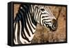 Awesome South Africa Collection - Close-up of Eye of Plains Zebra-Philippe Hugonnard-Framed Stretched Canvas