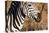 Awesome South Africa Collection - Close-up of Eye of Plains Zebra-Philippe Hugonnard-Stretched Canvas