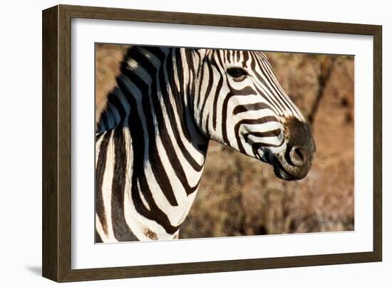 Awesome South Africa Collection - Close-up of Eye of Plains Zebra-Philippe Hugonnard-Framed Photographic Print