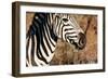 Awesome South Africa Collection - Close-up of Eye of Plains Zebra-Philippe Hugonnard-Framed Photographic Print