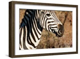 Awesome South Africa Collection - Close-up of Eye of Plains Zebra-Philippe Hugonnard-Framed Photographic Print