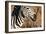 Awesome South Africa Collection - Close-up of Eye of Plains Zebra-Philippe Hugonnard-Framed Photographic Print