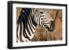 Awesome South Africa Collection - Close-up of Eye of Plains Zebra-Philippe Hugonnard-Framed Photographic Print