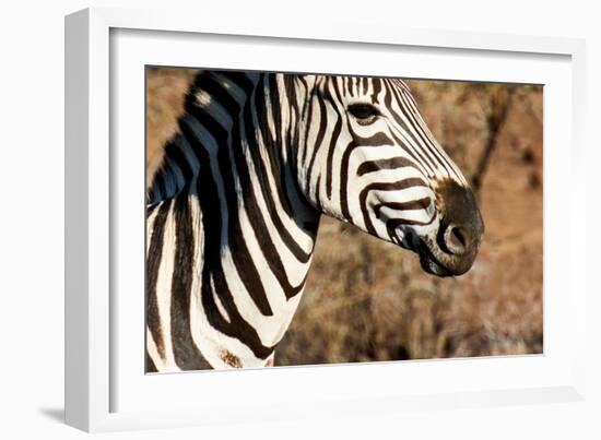 Awesome South Africa Collection - Close-up of Eye of Plains Zebra-Philippe Hugonnard-Framed Photographic Print