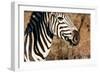 Awesome South Africa Collection - Close-up of Eye of Plains Zebra-Philippe Hugonnard-Framed Photographic Print