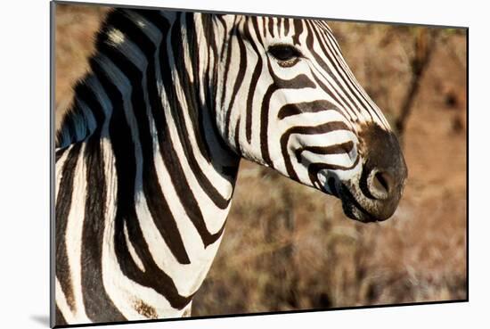 Awesome South Africa Collection - Close-up of Eye of Plains Zebra-Philippe Hugonnard-Mounted Photographic Print