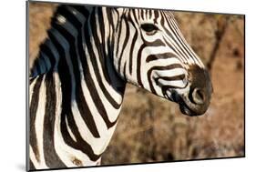 Awesome South Africa Collection - Close-up of Eye of Plains Zebra-Philippe Hugonnard-Mounted Photographic Print