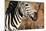 Awesome South Africa Collection - Close-up of Eye of Plains Zebra-Philippe Hugonnard-Mounted Photographic Print