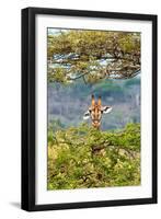 Awesome South Africa Collection - Curious Giraffe-Philippe Hugonnard-Framed Photographic Print