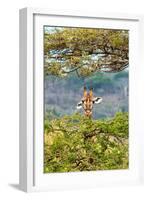 Awesome South Africa Collection - Curious Giraffe-Philippe Hugonnard-Framed Photographic Print