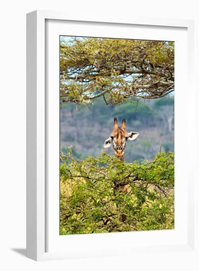 Awesome South Africa Collection - Curious Giraffe-Philippe Hugonnard-Framed Photographic Print