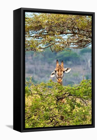 Awesome South Africa Collection - Curious Giraffe-Philippe Hugonnard-Framed Stretched Canvas