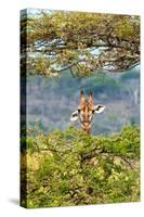 Awesome South Africa Collection - Curious Giraffe-Philippe Hugonnard-Stretched Canvas