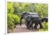 Awesome South Africa Collection - Elephant Family-Philippe Hugonnard-Framed Photographic Print