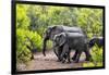 Awesome South Africa Collection - Elephant Family-Philippe Hugonnard-Framed Photographic Print