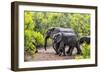 Awesome South Africa Collection - Elephant Family-Philippe Hugonnard-Framed Photographic Print