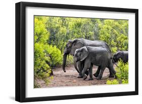 Awesome South Africa Collection - Elephant Family-Philippe Hugonnard-Framed Photographic Print