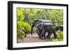 Awesome South Africa Collection - Elephant Family-Philippe Hugonnard-Framed Photographic Print