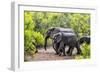 Awesome South Africa Collection - Elephant Family-Philippe Hugonnard-Framed Photographic Print