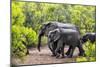 Awesome South Africa Collection - Elephant Family-Philippe Hugonnard-Mounted Photographic Print