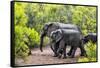 Awesome South Africa Collection - Elephant Family-Philippe Hugonnard-Framed Stretched Canvas