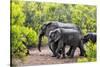 Awesome South Africa Collection - Elephant Family-Philippe Hugonnard-Stretched Canvas