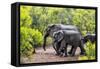 Awesome South Africa Collection - Elephant Family-Philippe Hugonnard-Framed Stretched Canvas