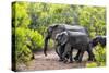 Awesome South Africa Collection - Elephant Family-Philippe Hugonnard-Stretched Canvas