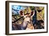 Awesome South Africa Collection - Female Nyala Antelope-Philippe Hugonnard-Framed Photographic Print