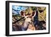 Awesome South Africa Collection - Female Nyala Antelope-Philippe Hugonnard-Framed Photographic Print